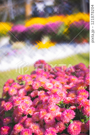 菊 キク 菊の花 121878204