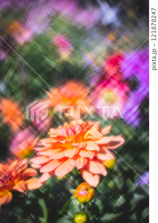 菊 キク 菊の花 121878247