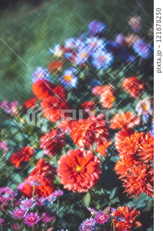 菊 キク 菊の花 121878250