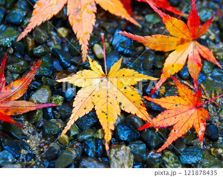 濡れた石畳の上に落ちた紅葉 濡れた石畳の上に落ちた紅葉 121878435