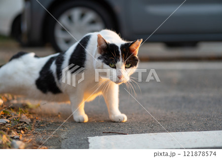 夕日の当たる公園の駐車場で腕立て伏せみたいなポーズのぶち猫とハチワレ柄の野良猫 夕日の当たる公園の駐車場で腕立て伏せみたいなポーズのぶち猫とハチワレ柄の野良猫 121878574