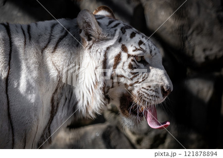 ホワイトタイガー 121878894