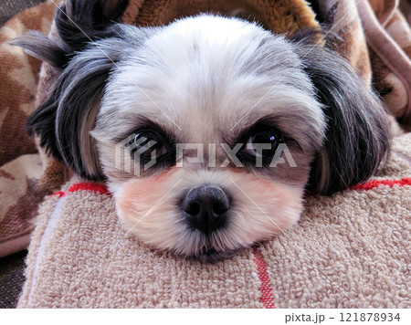 わんこ わんこ 121878934