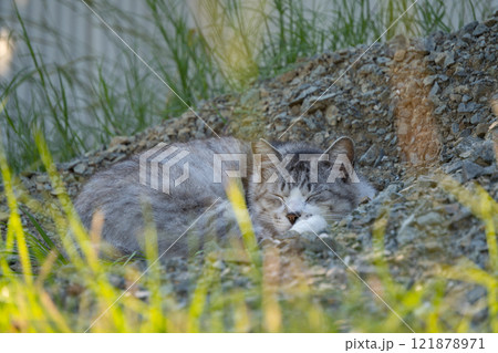 砂利の山の上に座ってるオオカミみたいな見た目のサバトラ柄の野良猫 砂利の山の上に座ってるオオカミみたいな見た目のサバトラ柄の野良猫 121878971