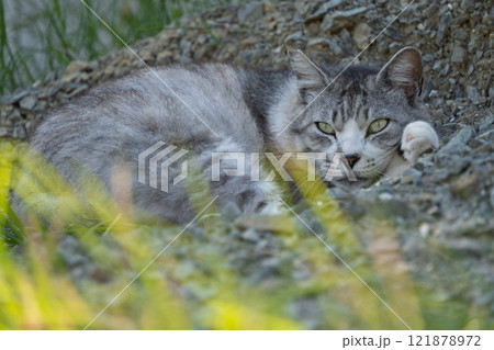 砂利の山の上に座ってるオオカミみたいな見た目のサバトラ柄の野良猫 121878972
