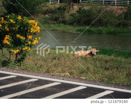Cow resting by the riverbank amidst yellow flowers and green grass 121879180