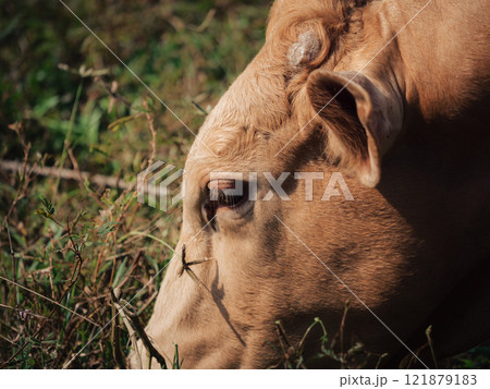 Close-up of a cow grazing peacefully in a lush green field during daylight 121879183