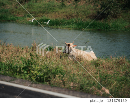 Cow resting near a serene waterway, surrounded by lush greenery in the countryside Cow resting near a serene waterway, surrounded by lush greenery in the countryside 121879189