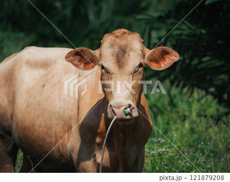 Brown cow stands in a grassy field on a sunny day near a farm Brown cow stands in a grassy field on a sunny day near a farm 121879208