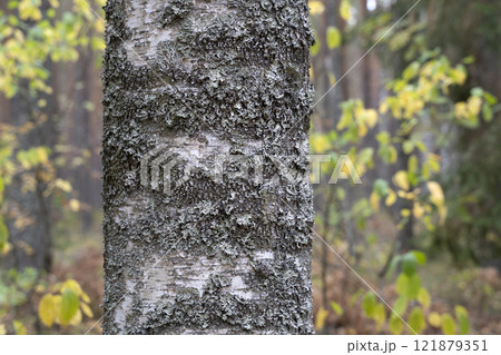 Birch tree  n the autumn forest. Texture of birch bark with lichen. Close up view. 121879351