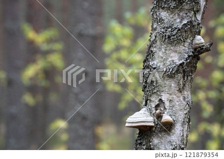Birch tree in the autumn forest. Texture of birch bark with lichen. Close up view. Birch tree in the autumn forest. Texture of birch bark with lichen. Close up view. 121879354