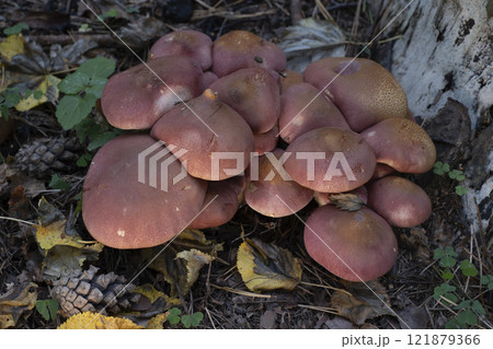 Mushrooms growing in the autumn forest. 121879366