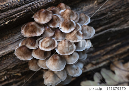 Group of mushrooms, Mycena leptocephala, growing on a tree trunk in the autumn forest. Group of mushrooms, Mycena leptocephala, growing on a tree trunk in the autumn forest. 121879370