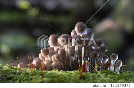 Group of mushrooms, Mycena leptocephala, growing on a tree trunk in the autumn forest. 121879372