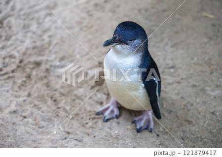 The Fairy penguin or blue penguin is so cute and local animal in phillip island,Australia The Fairy penguin or blue penguin is so cute and local animal in phillip island,Australia 121879417