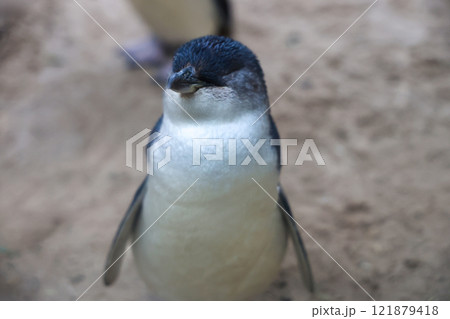 The Fairy penguin or blue penguin is so cute and local animal in phillip island,Australia The Fairy penguin or blue penguin is so cute and local animal in phillip island,Australia 121879418
