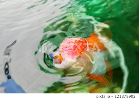 Goldfish in aquarium fish pond close up Goldfish in aquarium fish pond close up 121879902