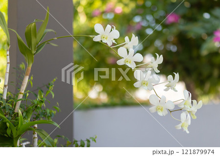 Beautiful Orchid flower blooming in garden floral background Beautiful Orchid flower blooming in garden floral background 121879974