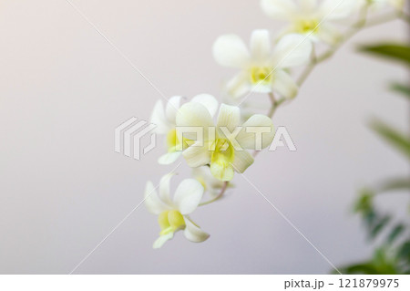 Beautiful Orchid flower blooming in garden floral background Beautiful Orchid flower blooming in garden floral background 121879975