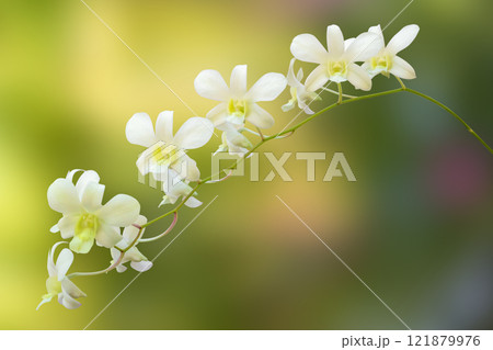 Beautiful Orchid flower blooming in garden floral background 121879976
