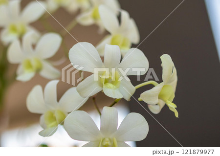 Beautiful Orchid flower blooming in garden floral background 121879977
