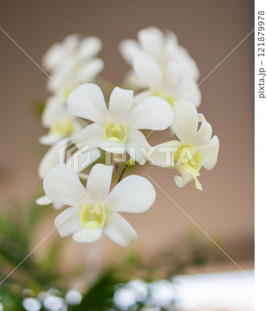 Beautiful Orchid flower blooming in garden floral background Beautiful Orchid flower blooming in garden floral background 121879978