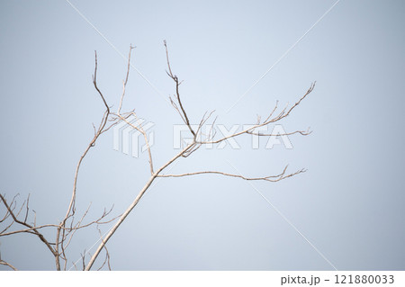 Dry tree branches with blue sky 121880033