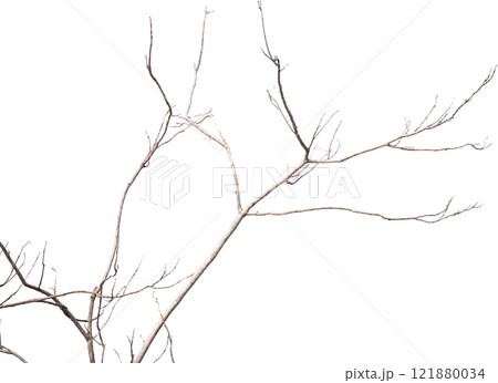 Dry tree branches isolated on white background 121880034