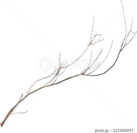 Dry tree branches isolated on white background 121880037