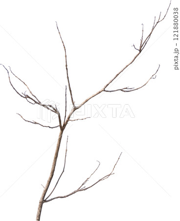 Dry tree branches isolated on white background 121880038