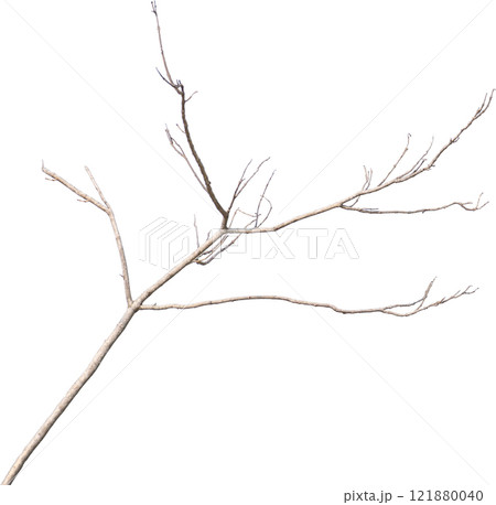 Dry tree branches isolated on white background 121880040