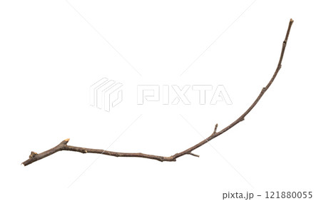 Dry tree branches isolated on white background 121880055