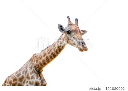 Giraffe long neck safari animal isolated on white background Giraffe long neck safari animal isolated on white background 121880092