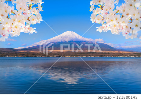桜咲く新春の富士山と山中湖 121880145