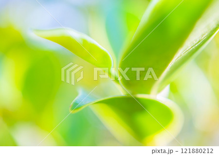 Natural plant green leaf in garden with bokeh background 121880212