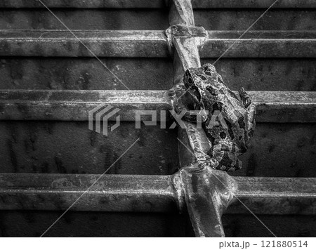 モノクロームの世界~迷彩雨蛙~ モノクロームの世界~迷彩雨蛙~ 121880514