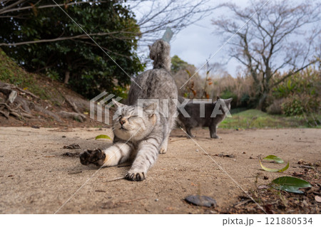 自然公園の池の側で気持ちよさそうに伸びをしてるサバトラ柄の野良猫 自然公園の池の側で気持ちよさそうに伸びをしてるサバトラ柄の野良猫 121880534