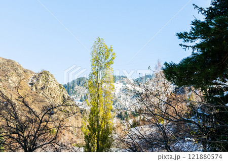 Forest and mountains against the sky Forest and mountains against the sky 121880574