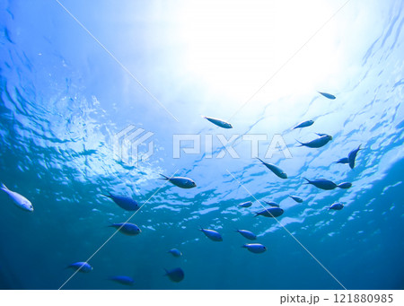 沖縄　阿嘉島のニシハマビーチ　水中写真 121880985