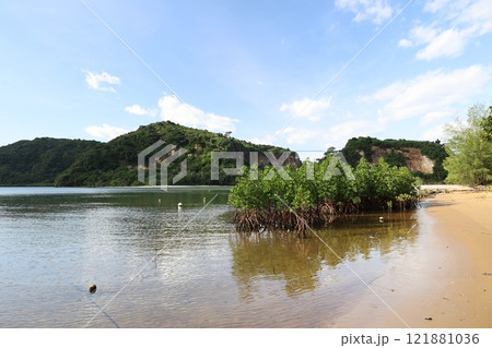 晴れた日のマングローブが生えた海辺の景色 121881036