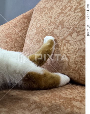 Close-up of the paws of an orange cat. Sleeping cat. Close-up. Close-up of the paws of an orange cat. Sleeping cat. Close-up. 121881066