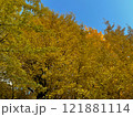 黄色に色づいた銀杏 121881114