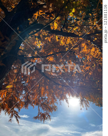 紅葉した木と日差し 紅葉した木と日差し 121881116
