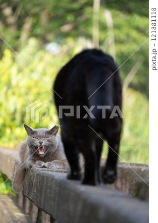 自然公園の柵の上で相対する黒猫と威嚇するグレーの毛並みの野良猫達 自然公園の柵の上で相対する黒猫と威嚇するグレーの毛並みの野良猫達 121881118