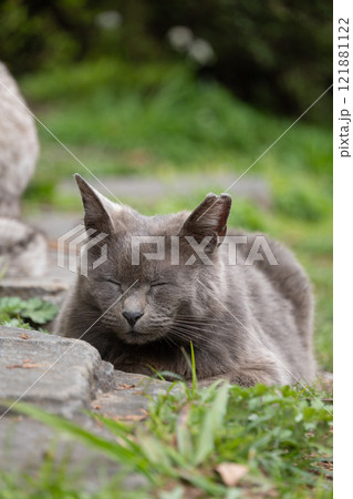 自然公園の緑の中で気持ちよさそうに香箱座りして寝てるグレーの毛並みの野良猫 自然公園の緑の中で気持ちよさそうに香箱座りして寝てるグレーの毛並みの野良猫 121881122