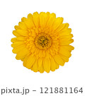 白背景の黄色いガーベラ 121881164