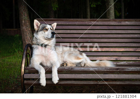 cute Siberian dog, sitting on a park bench. 121881304