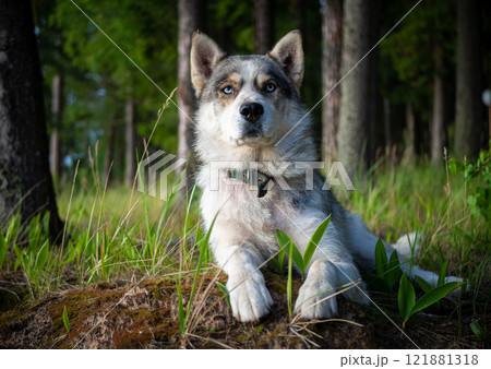 Portrait of a Siberian dog breed during sunset in a meadow. Portrait of a Siberian dog breed during sunset in a meadow. 121881318