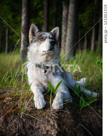 Portrait of a Siberian dog breed during sunset in a meadow. Portrait of a Siberian dog breed during sunset in a meadow. 121881319