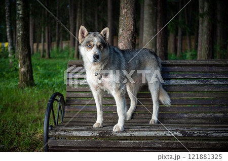 cute Siberian dog, sitting on a park bench. 121881325